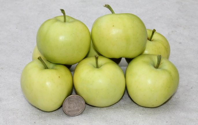 Плоды яблони «Папировка» на стадии полной спелости обладают оптимальным химическим составом